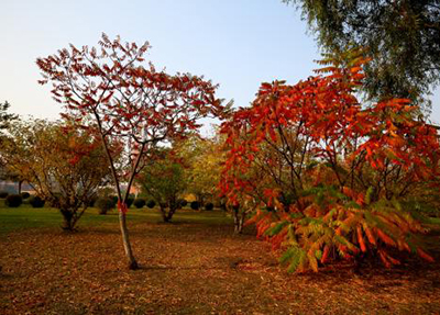 重慶醫(yī)藥高等?？茖W校重點專業(yè)